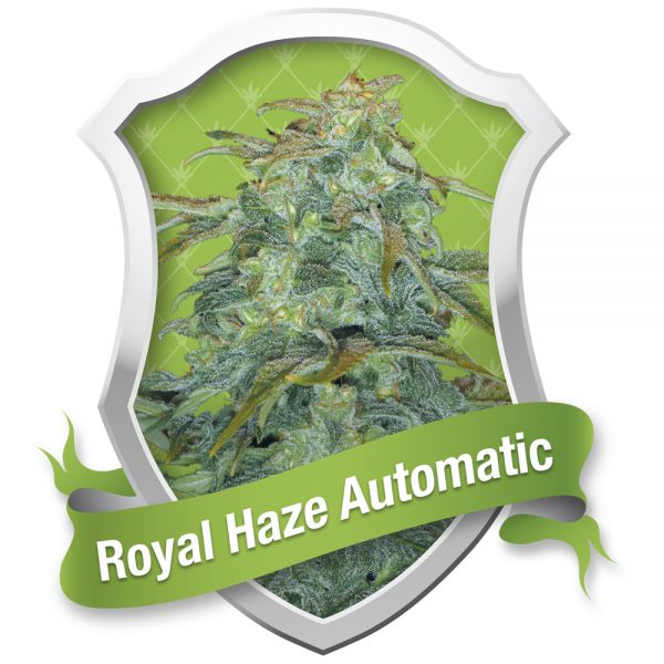 Royal_Queen_Seeds_Royal_Haze_Auto_BRQ.026