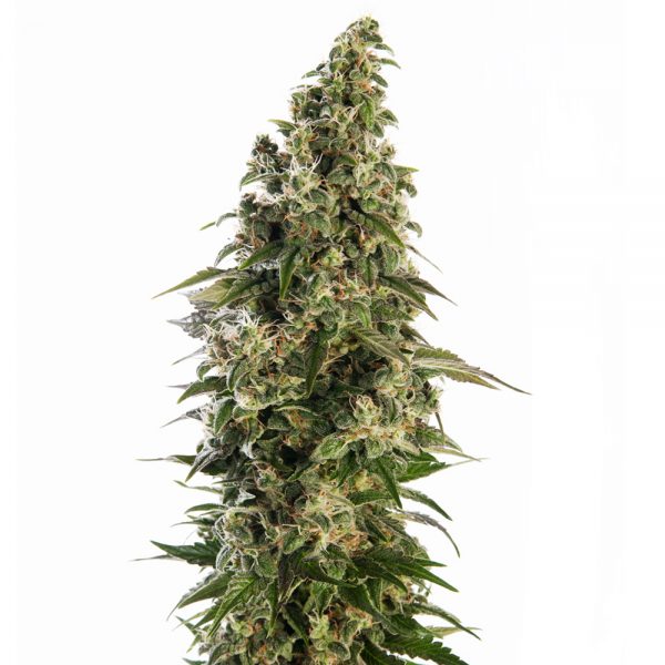 Sensi_Seeds_Afghani1_2_BSS.009