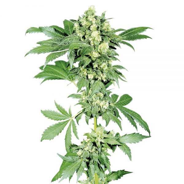 Sensi_Seeds_Afghani1_BSS.009