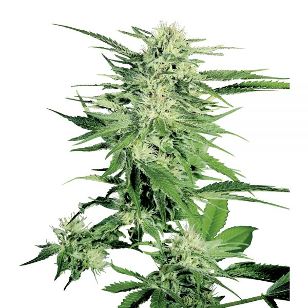 Sensi_Seeds_Big_Bud_BSS.006
