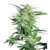 Sensi_Seeds_Big_Bud_BSS.006_6pc8-5n
