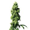 Sensi_Seeds_Four_Way_BSS.008