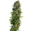 Sensi_Seeds_Hindu_Kush_Auto_BSS.045