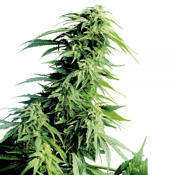 Sensi_Seeds_Hindu_Kush_BSS.010