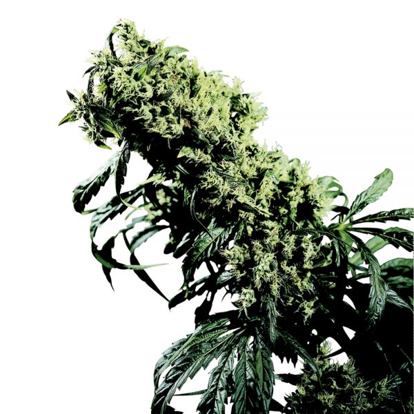Sensi_Seeds_Northern_Lights5_x_Haze_BSS.005