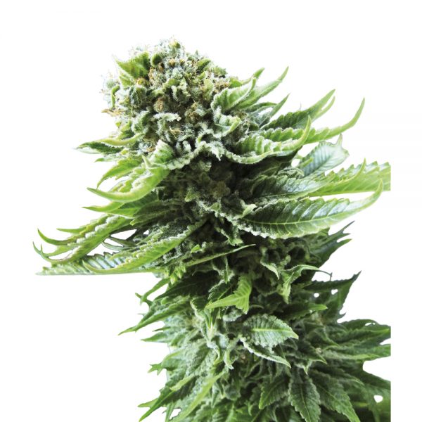 Sensi_Seeds_Northern_Lights_Auto_BSS.002AU