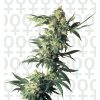 Sensi_Seeds_Northern_Lights_BSS.002