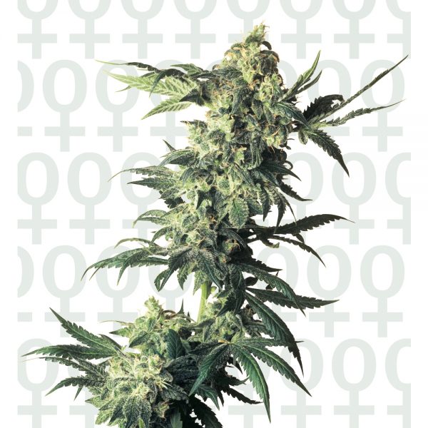 Sensi_Seeds_Northern_Lights_BSS.002