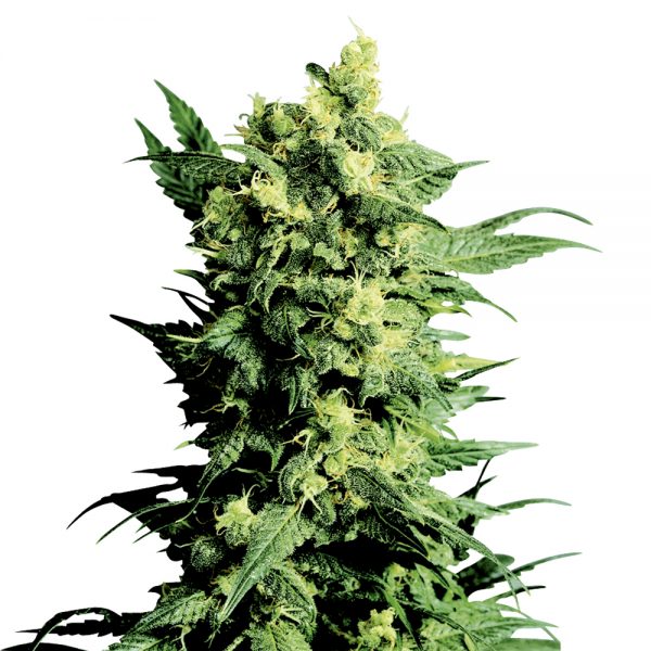 Sensi_Seeds_Shiva_Shanti1_BSS.001