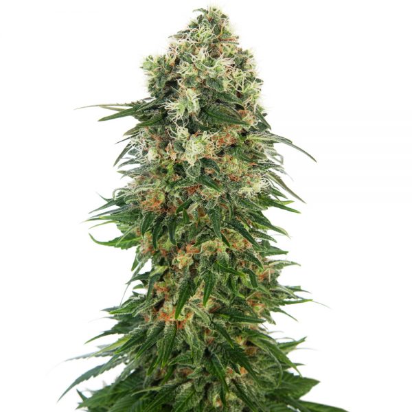 Sensi_Seeds_Shiva_Skunk_Auto_BSS.015_b3ym-th