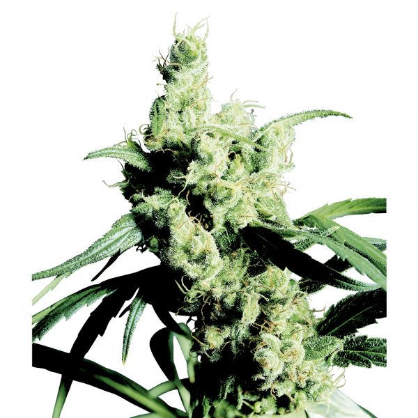Sensi_Seeds_Silver_Haze_BSS.003