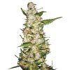 Sensi_Seeds_Skunk1_Auto_BSS.013AU