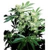 Sensi_Seeds_Skunk_Kush_BSS.014