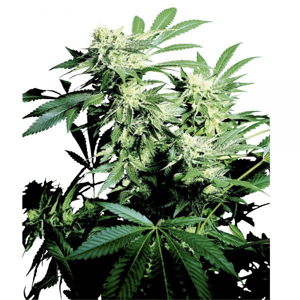Sensi_Seeds_Skunk_Kush_BSS.014