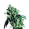 Sensi_Seeds_Super_Skunk_BSS.012
