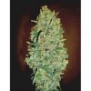 auto-chocolate-kush