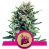blue-cheese