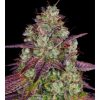 mimosa-evo