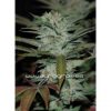 sour-kush-6-unidades
