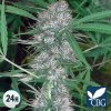 tienda-de-semillas-de-marihuana-caribe (1)